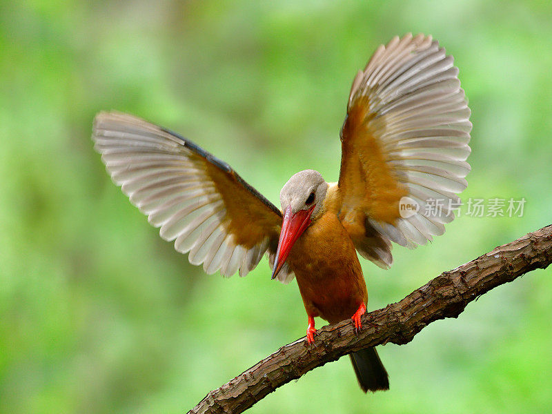 红色喙的棕色鸟，即将从树枝上飞起，完全张开的翅膀扫向高处，鹳嘴翠鸟(Pelargopsis capensis)